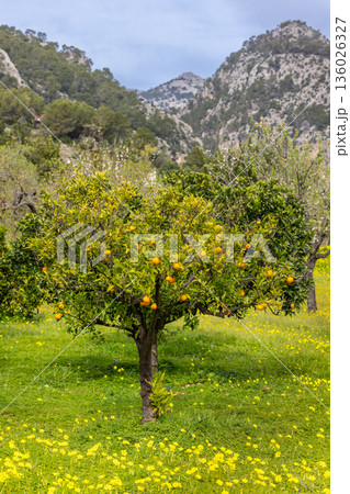 Orange tree in a garden in front of Serra de Tramuntana mountains, Majorca, Mallorca, Balearic Islands, Spain, Europe Orange tree in a garden in front of Serra de Tramuntana mountains, Majorca, Mallorca, Balearic Islands, Spain, Europe 136026327