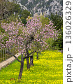 Blossoming almond trees in front of Serra de Tramuntana mountains, Majorca, Mallorca, Balearic Islands, Spain, Europe 136026329