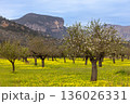 Blossoming almond trees in front of Serra de Tramuntana mountains, Majorca, Mallorca, Balearic Islands, Spain, Europe 136026331