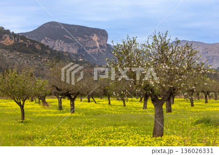 Blossoming almond trees in front of Serra de Tramuntana mountains, Majorca, Mallorca, Balearic Islands, Spain, Europe Blossoming almond trees in front of Serra de Tramuntana mountains, Majorca, Mallorca, Balearic Islands, Spain, Europe 136026331