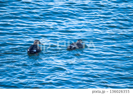 信濃川・やすらぎ堤の軽鴨(かるがも) 信濃川・やすらぎ堤の軽鴨(かるがも) 136026355