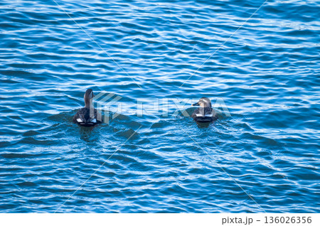 信濃川・やすらぎ堤の軽鴨(かるがも) 136026356