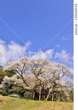 三隅太平桜 136026439