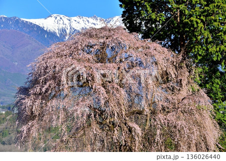 吉瀬のしだれ桜 136026440