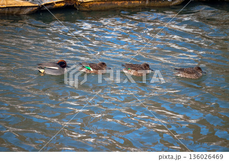 信濃川・やすらぎ堤の小鴨(こがも) 信濃川・やすらぎ堤の小鴨(こがも) 136026469