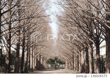 冬の平塚市総合公園 メタセコイアの並木道 透過する冬の光 136026575