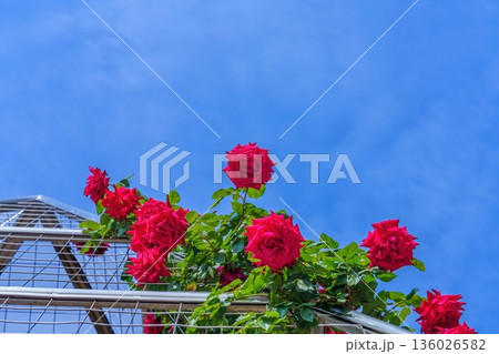 青空を背景に咲き誇る真っ赤なバラのアーチ コピースペースあり 136026582