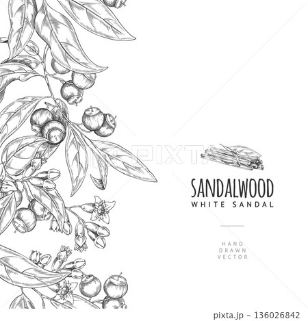 Sandalwood tree leaves, flowers, seeds fragrant sticks engraved sketch, vector seamless border design organic products Sandalwood tree leaves, flowers, seeds fragrant sticks engraved sketch, vector seamless border design organic products 136026842