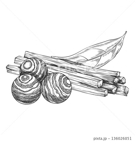 Sandalwood tree organic products vector sketch composition, hand drawn engraved leaf, fragrant wooden balls and sticks 136026851