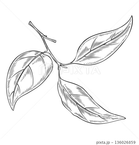 Sandalwood tree twig with leaves sketch, vector engraved hand drawn organic cosmetics, perfume essential oil ingredient 136026859