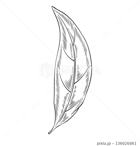 Sandalwood tree one leaf sketch, vector engraved hand drawn organic cosmetics, perfume essential oil ingredient 136026861