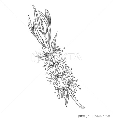 Hand-drawn sketch of a tea tree branch with leaves and flowers. 136026896