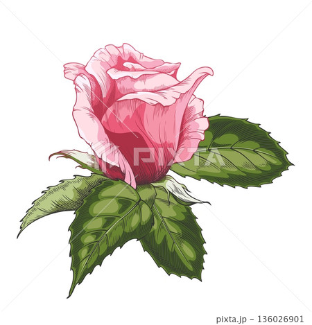 Sketch of a blooming pink rose, vintage rose flower bud with leaves, vector hand drawn blossom nature design element 136026901