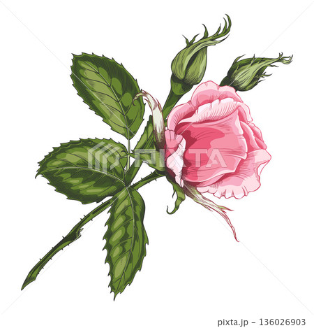 Sketch of a blooming pink rose, vintage rose flower, buds and leaves on stem, blossom nature hand drawn vector design 136026903