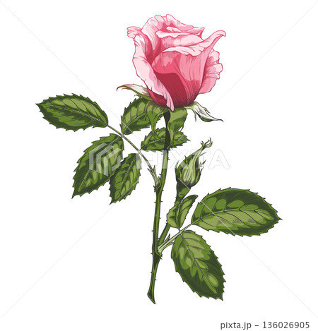 Pink vintage rose on a stem with leaves and a bud, hand-drawn watercolor. 136026905