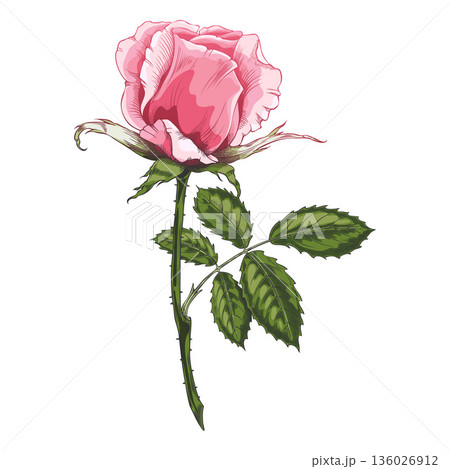 Sketch of a blooming pink rose, vintage rose flower bud and leaves on stem, vector hand drawn blossom nature design 136026912