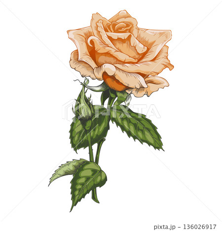 Orange vintage rose on a branch with leaves, hand-drawn watercolor. 136026917