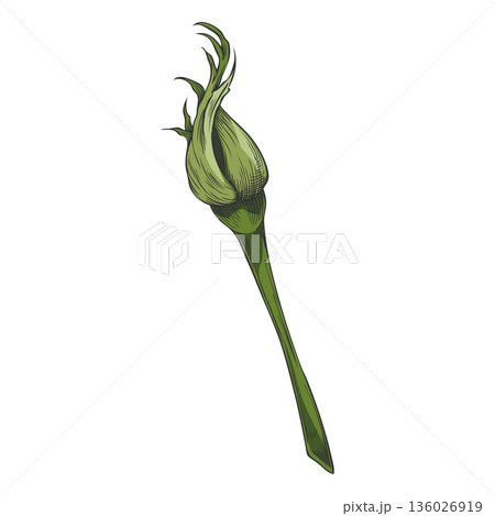 Sketch of a rose bud, vintage unblown rose flower on stem, hand drawn garden nature green plant vector design element Sketch of a rose bud, vintage unblown rose flower on stem, hand drawn garden nature green plant vector design element 136026919