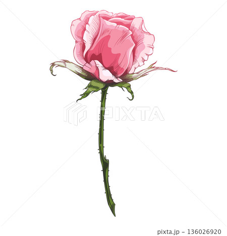 Vintage pink rose bud on a stem, hand-engraved style. 136026920