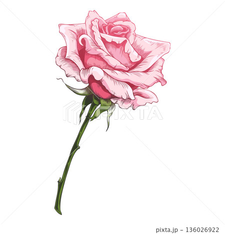 Sketch of a blooming pink rose, vintage rose flower bud on branch, vector hand drawn blossom nature design element Sketch of a blooming pink rose, vintage rose flower bud on branch, vector hand drawn blossom nature design element 136026922