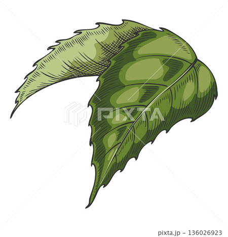 Green leaves, roses, hand-drawn in engraved style, in color. Green leaves, roses, hand-drawn in engraved style, in color. 136026923