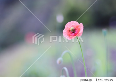 雨に濡れた美しいヒナゲシの花 雨に濡れた美しいヒナゲシの花 136026939