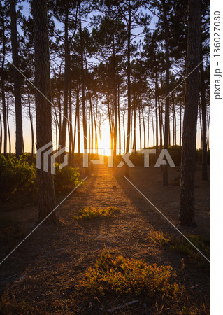 Pine forest at sunset 136027080