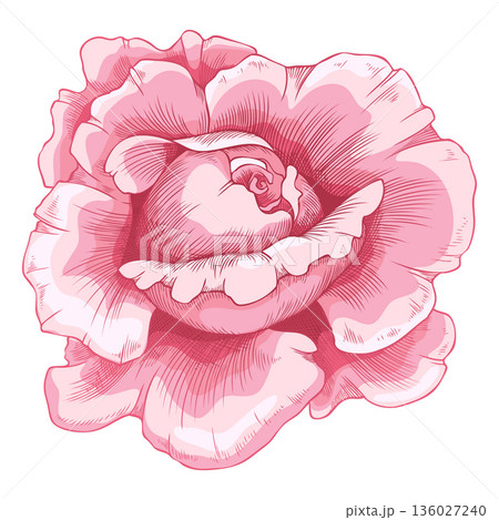 Sketch of a blooming pink rose, vintage rose flower, vector color hand drawn blossom nature design element isolated Sketch of a blooming pink rose, vintage rose flower, vector color hand drawn blossom nature design element isolated 136027240