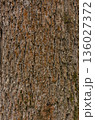 A detailed close-up of rough tree bark showing natural texture, patterns, and cracks. Ideal for backgrounds, nature themes, or design elements. 136027372
