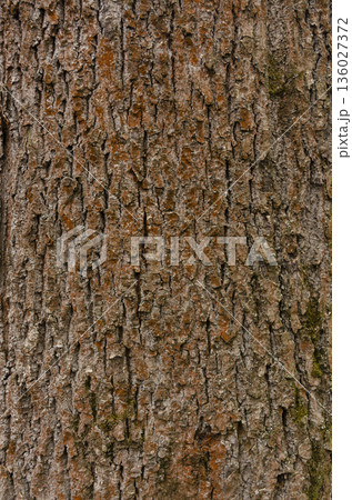 A detailed close-up of rough tree bark showing natural texture, patterns, and cracks. Ideal for backgrounds, nature themes, or design elements. A detailed close-up of rough tree bark showing natural texture, patterns, and cracks. Ideal for backgrounds, nature themes, or design elements. 136027372