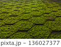 Mossy roof tiles texture, vintage, natural, green, brown, close-up, background, rustic, old, green. 136027377