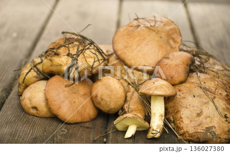 Fresh slippery jacks: Heap of tasty and healthy mushrooms on a wooden table. Natural product, rich in vitamins. Ideal for recipes. Fresh slippery jacks: Heap of tasty and healthy mushrooms on a wooden table. Natural product, rich in vitamins. Ideal for recipes. 136027380