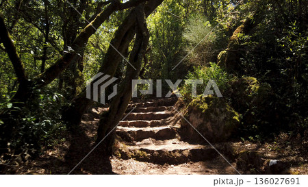 Sunlit Stone Stairs Ascending Through a Dense Green Forest 136027691