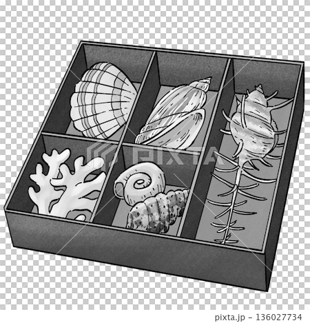 サンゴと貝殻_モノクロ 136027734