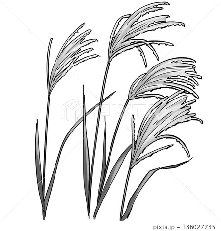 ススキ_モノクロ 136027735