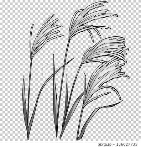 ススキ_モノクロ 136027735