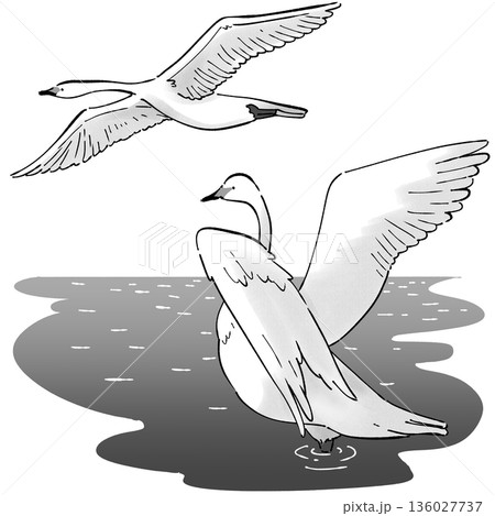 白鳥の飛来_モノクロ 136027737
