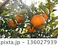 なつみかんが実りました 136027939