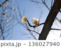 梅が咲きました 136027940
