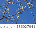 梅が咲きました 136027941