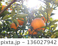 なつみかんが実りました 136027942