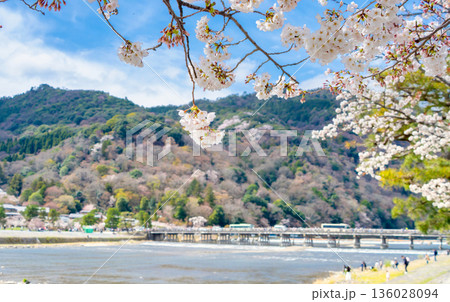 桜彩る京都嵐山・渡月橋 136028094