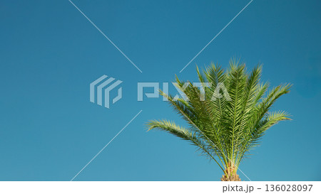 Banner crown of green palm on background of blue sky, copy space Banner crown of green palm on background of blue sky, copy space 136028097