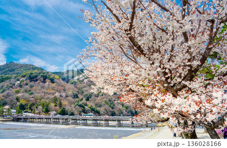 桜彩る京都嵐山・渡月橋 136028166