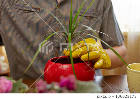 men's hands in yellow gloves plant dragon-tree in red pot on brown table, side view men's hands in yellow gloves plant dragon-tree in red pot on brown table, side view 136028175