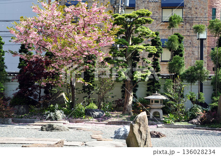 大阪　太融寺　桜の咲く庭園 136028234
