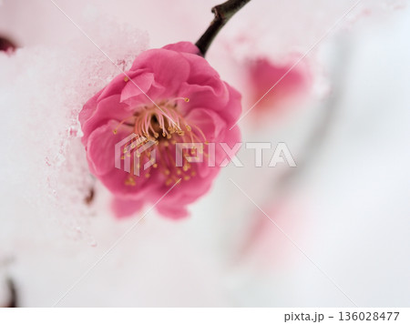 雪が降る寒い1月に咲いた美しい紅梅「八重寒紅（ヤエカンコウ）」 136028477