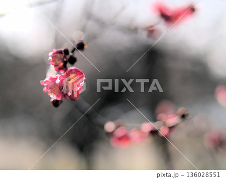 晴れた1月に咲いた美しい紅梅「八重寒紅（ヤエカンコウ）」 136028551