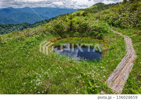 会津駒ヶ岳・大津岐峠間のワタスゲ咲く湿地 会津駒ヶ岳・大津岐峠間のワタスゲ咲く湿地 136028659