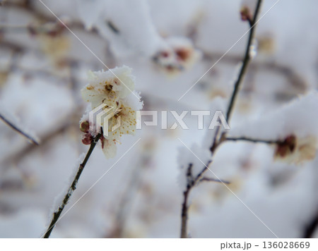 雪が降る1月に美しく咲いた白い梅の花「冬至（トウジ） 136028669